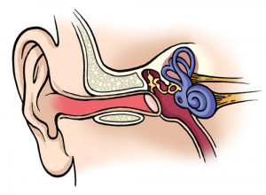 Sluchový orgán